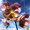 ВАНДА (VANDA Prapathom Gold, 4N x V.sanderiana) 